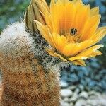 Echinocereus pectinatus Flower