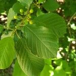 Frangula alnus 葉