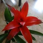 Guzmania spp. ഇല