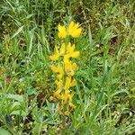 Lupinus luteus Цветок