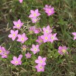 Sabatia campestris موطن