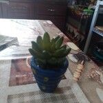 Sedum hernandezii Foglia