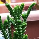 Crassula muscosaبرگ