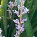 Liriope spicata ফুল