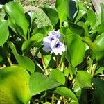 Eichhornia azurea Habit