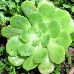 Aeonium castello-paivae Blad