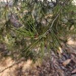 Pinus halepensis برگ