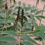 Indigofera tinctoria 整株植物