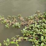 Ludwigia adscendens Blatt