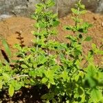 Lippia micromera Feuille