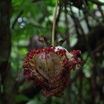 Monodora myristica Flower