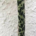 Sauromatum venosum Corteza