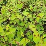 Persicaria virginiana Hábito