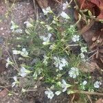 Gypsophila muralis Hábito