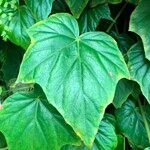 Begonia formosana Leaf