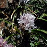 Allium yosemitense Flower
