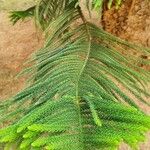 Araucaria cunninghamii Folha