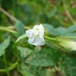 Distimake aegyptius फूल