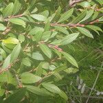 Vaccinium consanguineum Агульны выгляд