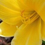 Hemerocallis minor Floare