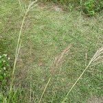 Bothriochloa bladhii 叶