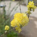 Thalictrum flavum Bloem