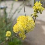 Thalictrum flavum Květ