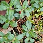 Vaccinium vitis-idaeaЛист