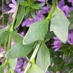 Scaevola aemula Leaf