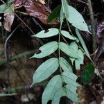 Afzelia pachyloba Hoja