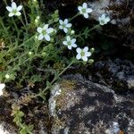 Arenaria ligericina Habit