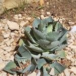 Agave parrasanaपत्ता