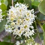 Ceanothus velutinus