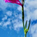 Gladiolus palustris Blüte