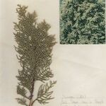 Cupressus torulosa Other