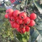 Sorbus intermedia ফল