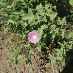 Malva punctata Kvet