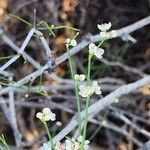 Calligonum polygonoides Bark