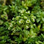 Sedum albumBlomma