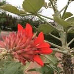Erythrina latissima Flor