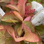 Cotinus obovatusBlad