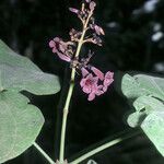 Fridericia mollis Flor