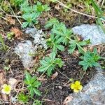 Potentilla erecta Flower