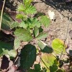 Rubus albiflorus Blatt