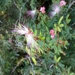 Calliandra brevipes Blodyn