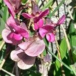 Lathyrus heterophyllus花