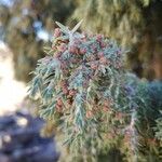 Juniperus cedrus 花