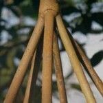 Rhizophora mangle പുറംതൊലി