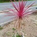 Cordyline australisLeaf