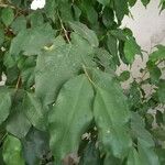 Ficus benjamina Blad